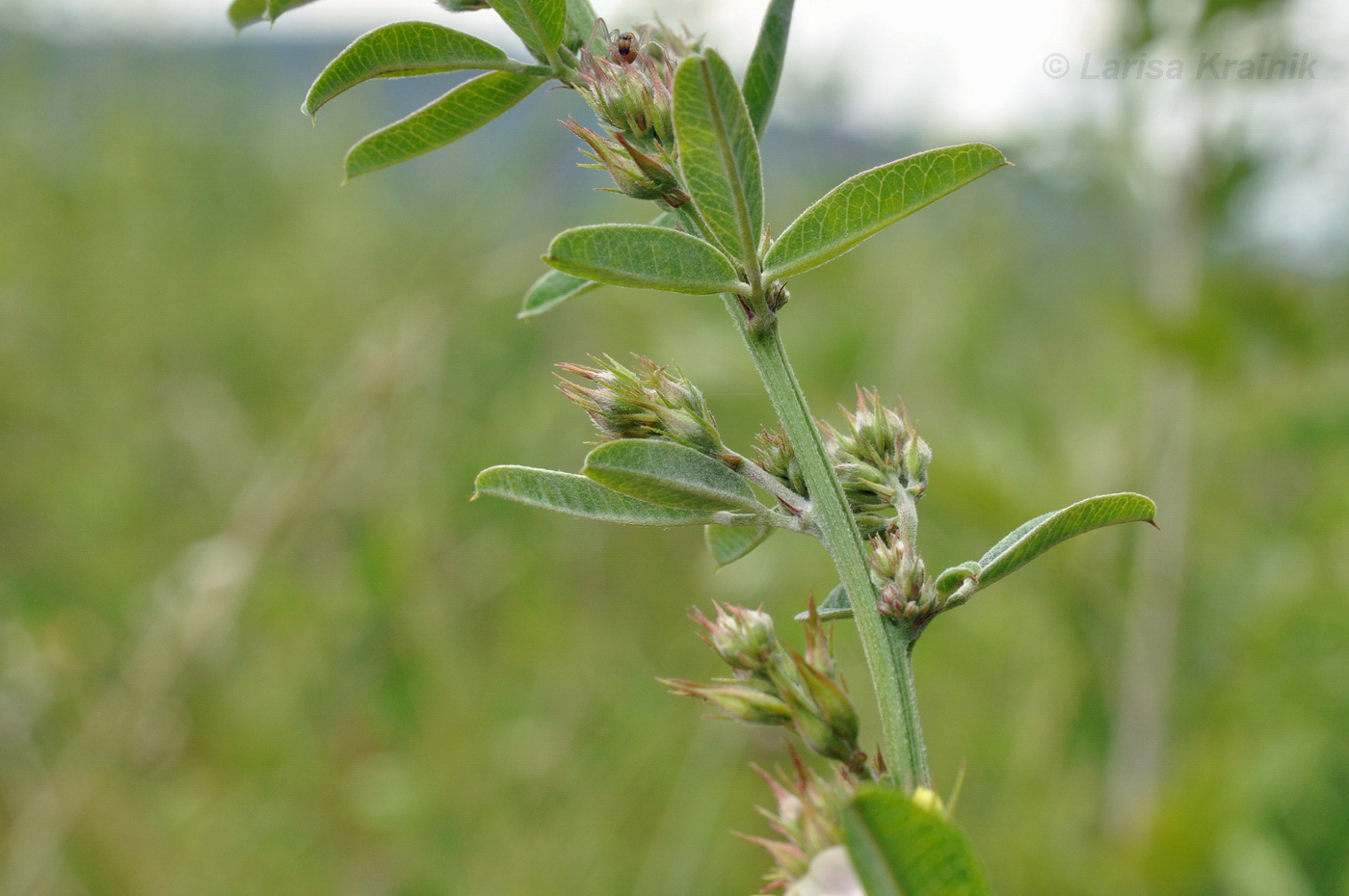 Image of Lespedeza davurica specimen.