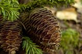 Abies sibirica