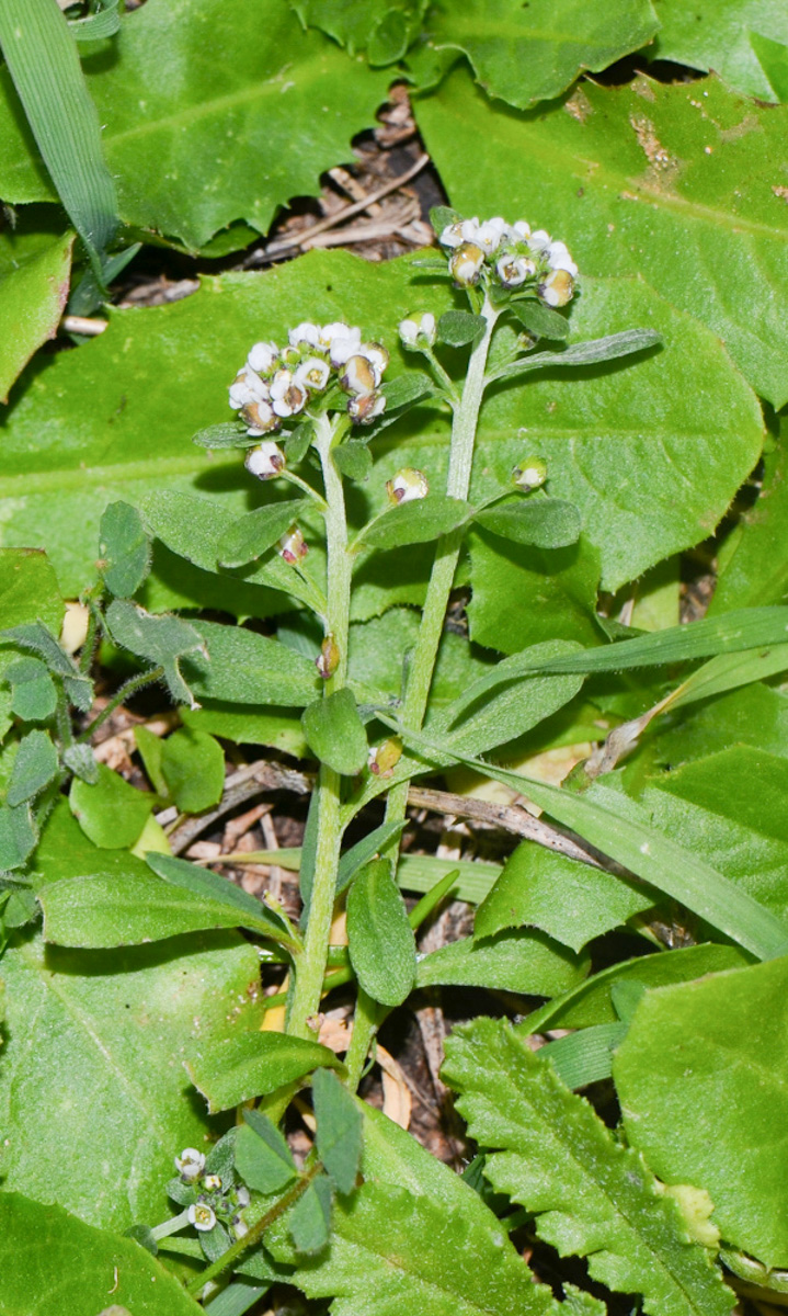 Image of Lobularia arabica specimen.