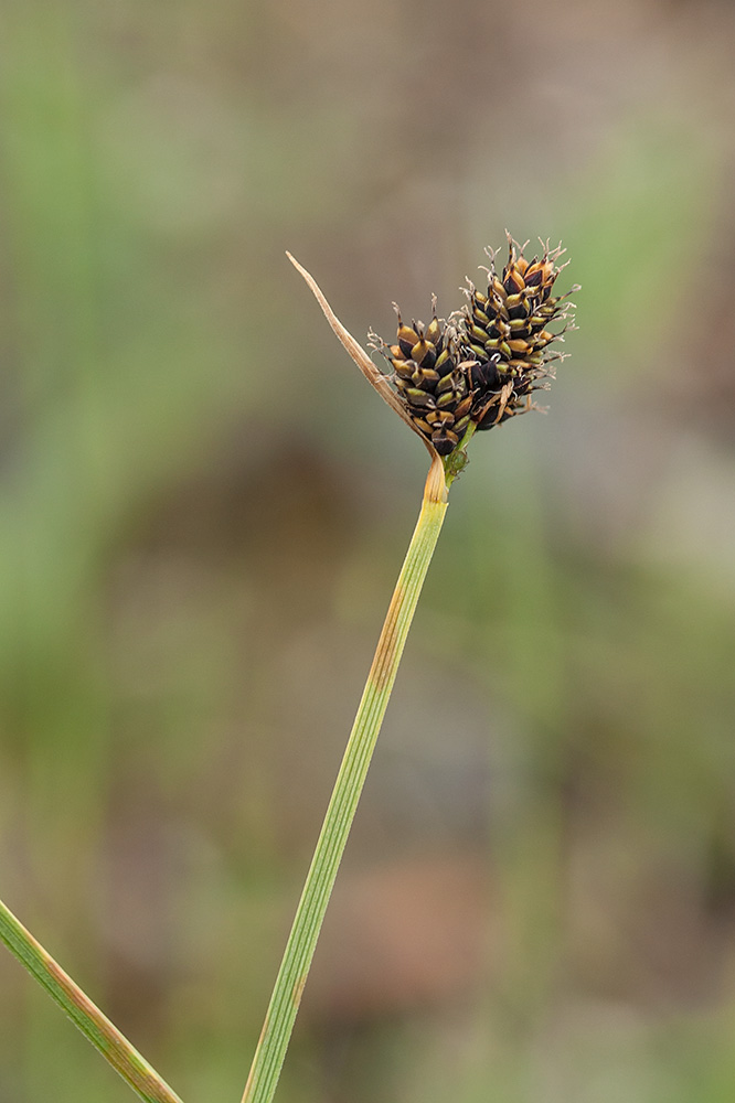 Изображение особи Carex norvegica.