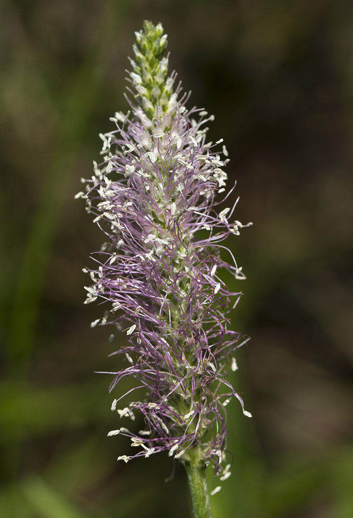 Image of Plantago media specimen.