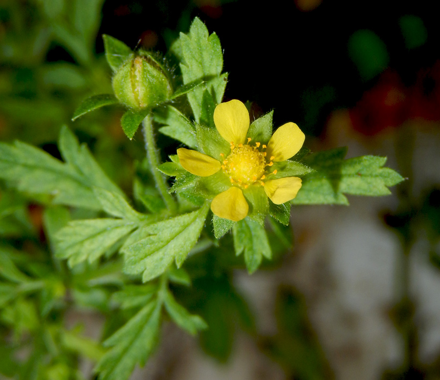 Image of Potentilla supina specimen.