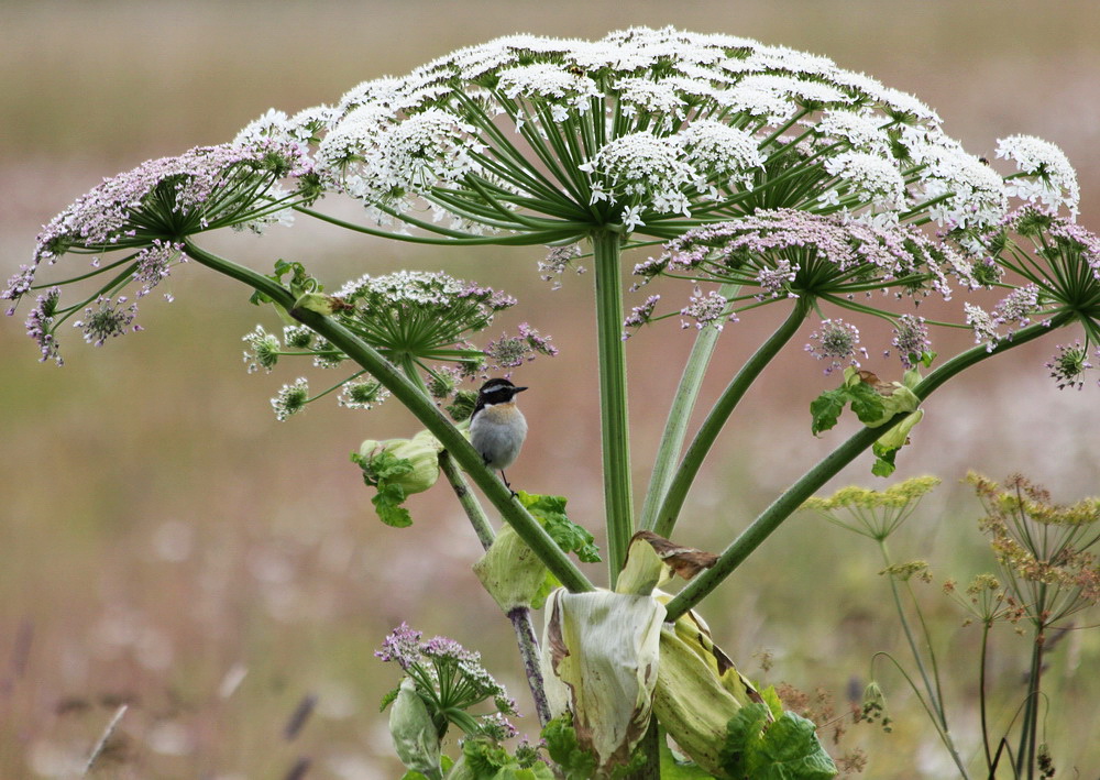 Изображение особи Heracleum sosnowskyi.