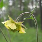 Image of taxon representative. Author is Александр Эбель