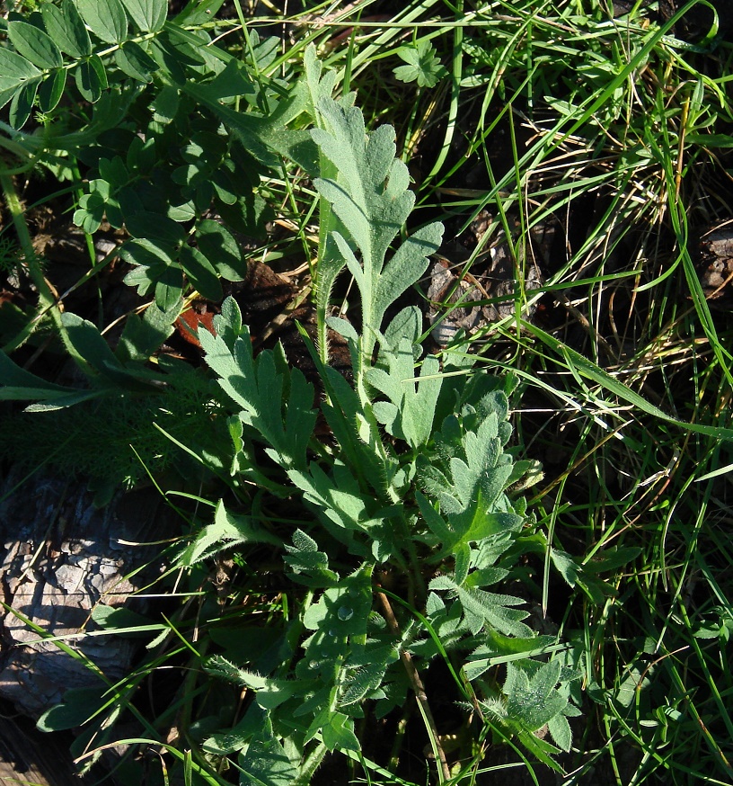 Image of Papaver nudicaule specimen.