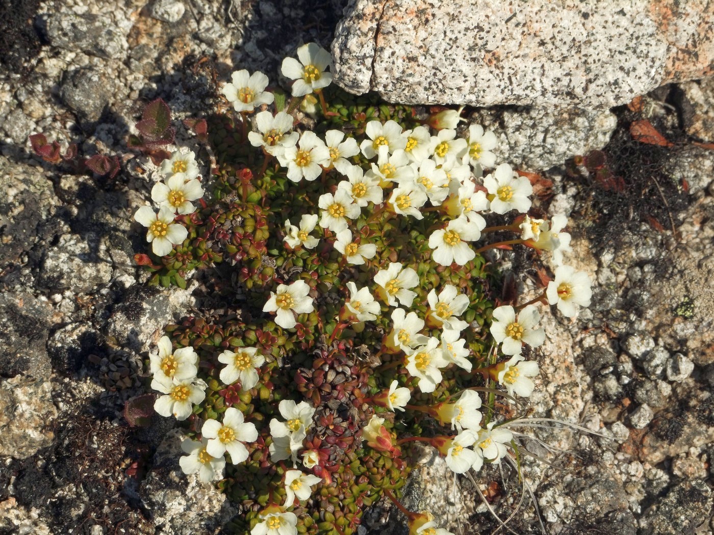 Image of Diapensia obovata specimen.