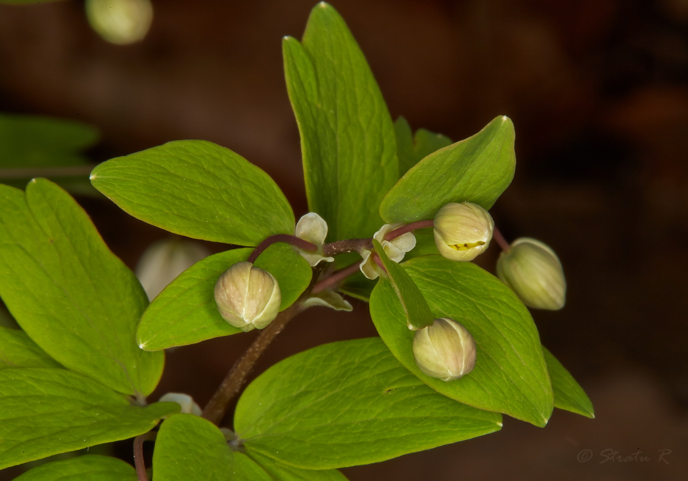 Image of Isopyrum thalictroides specimen.