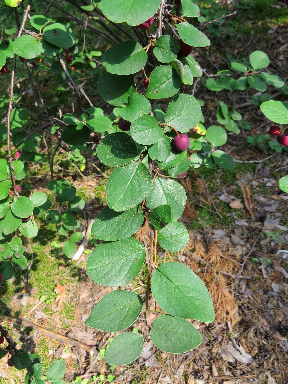 Image of Cotoneaster melanocarpus specimen.