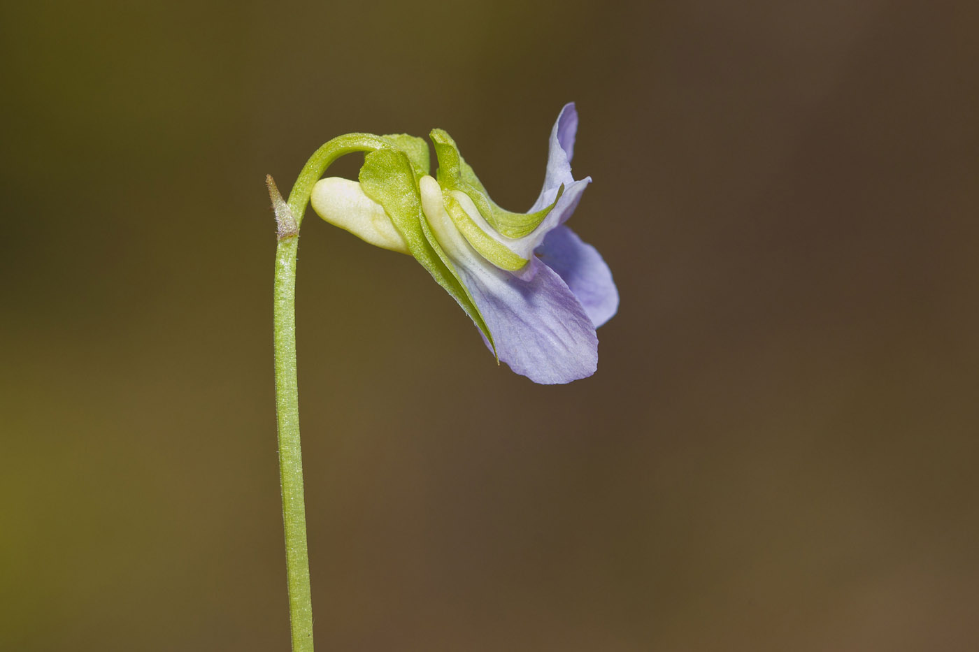 Image of Viola mirabilis specimen.