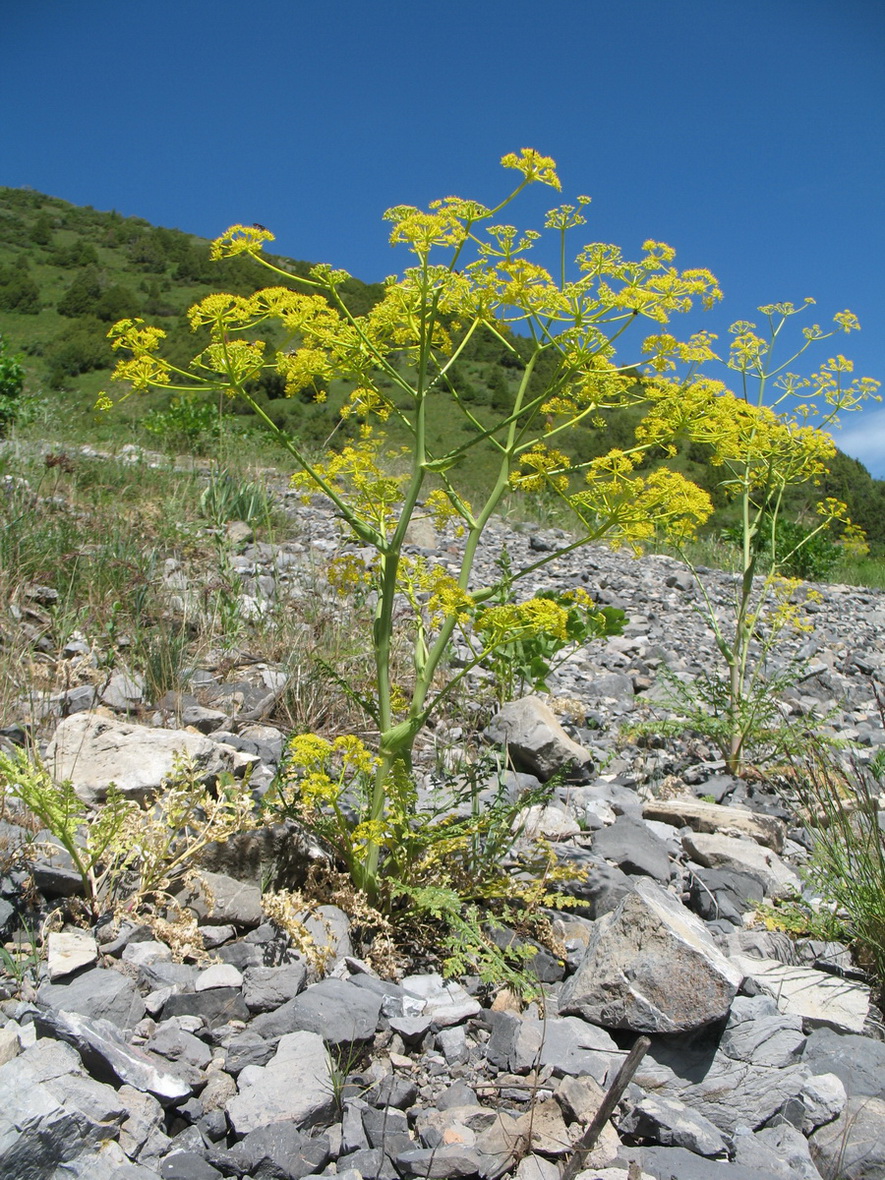 Изображение особи Ferula samarkandica.