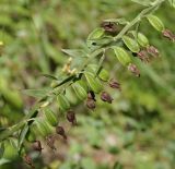 Epipactis helleborine подвид degenii