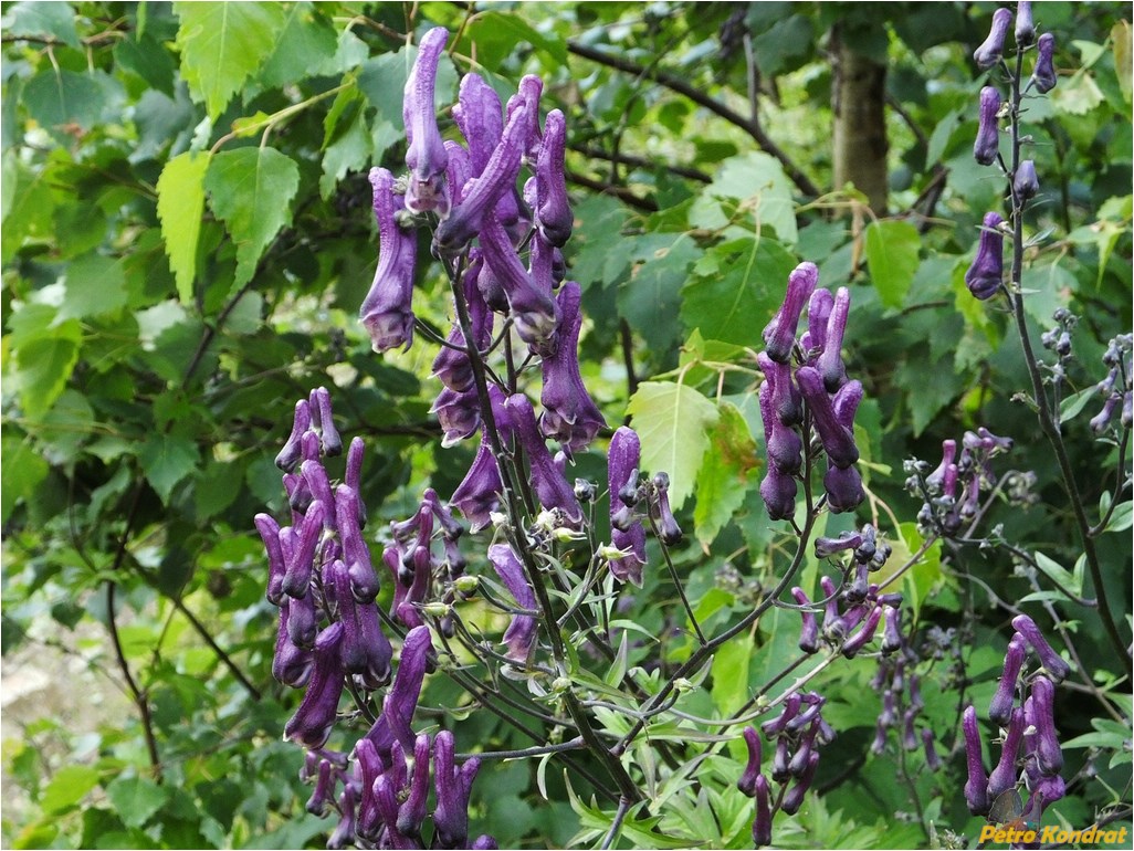 Image of Aconitum moldavicum specimen.