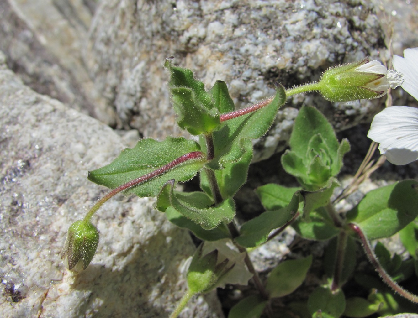 Image of Cerastium undulatifolium specimen.