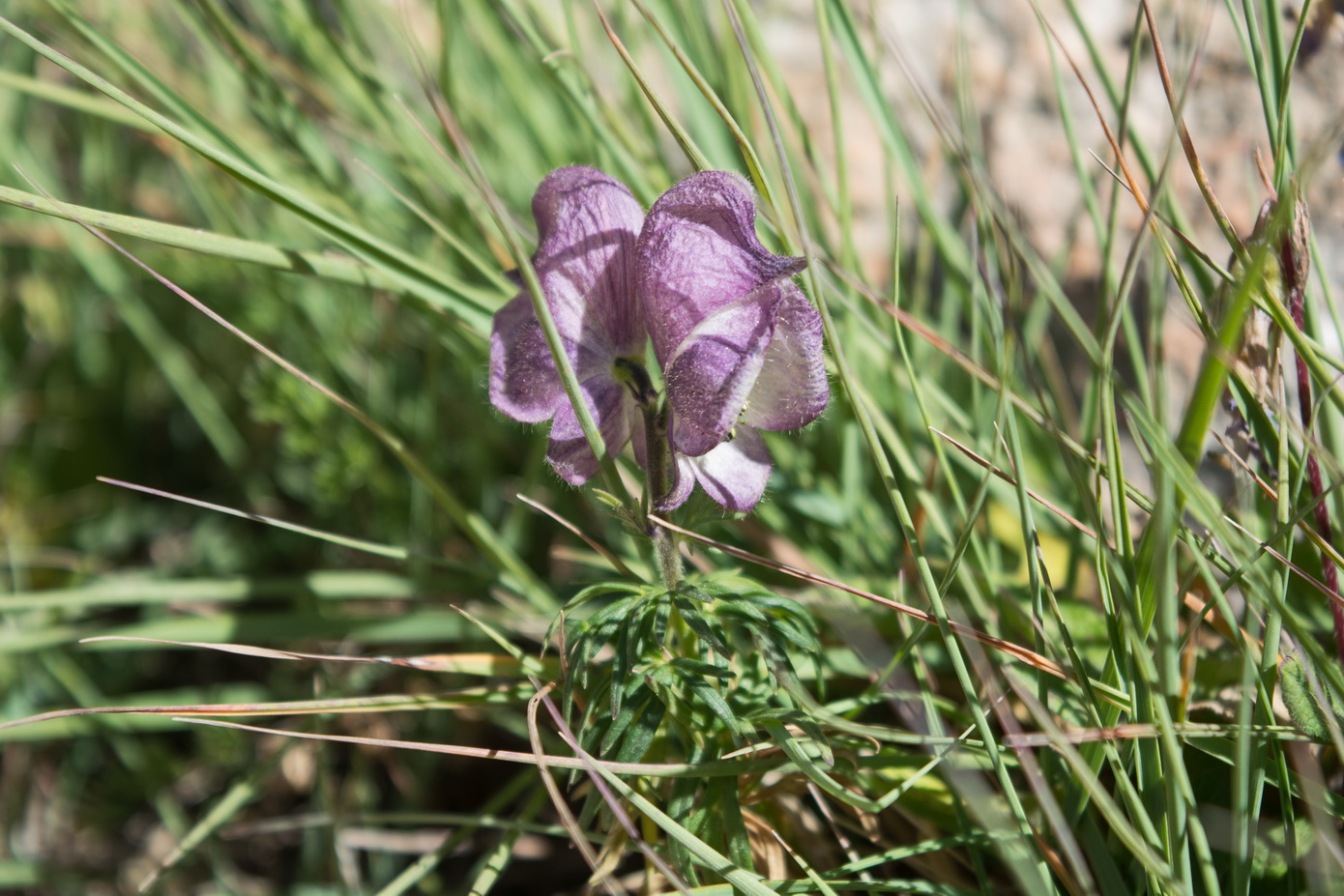 Image of Aconitum confertiflorum specimen.