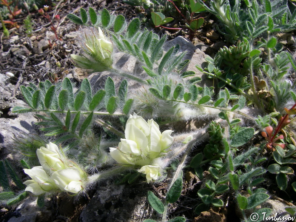 Image of Oxytropis pallasii specimen.