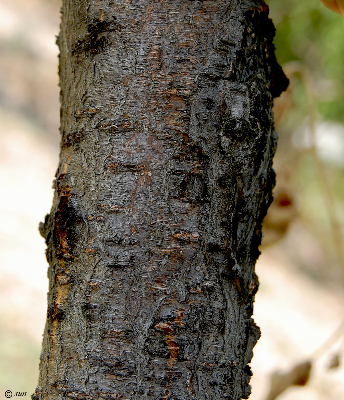 Image of Persica vulgaris specimen.