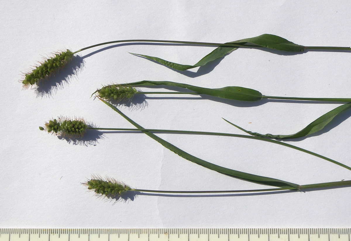 Image of Setaria pumila specimen.