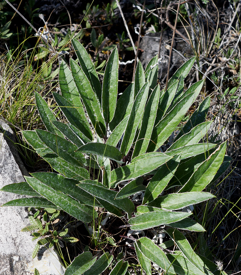 Image of genus Saussurea specimen.