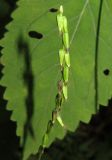 Смотреть изображение Phryma asiatica