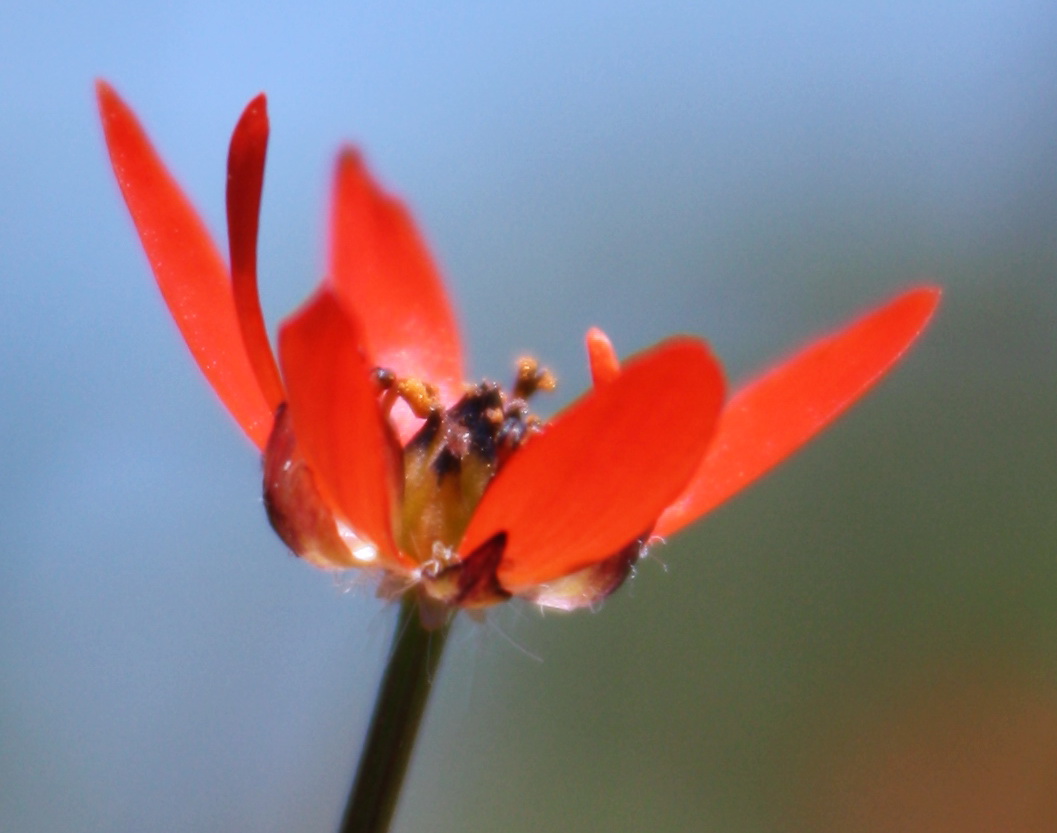 Image of Adonis flammea specimen.