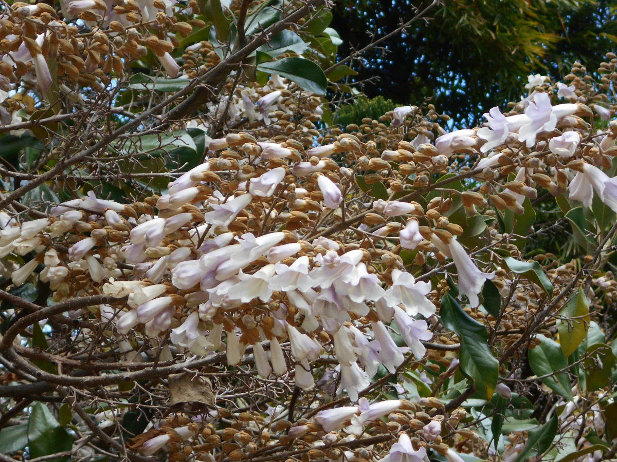 Image of familia Bignoniaceae specimen.
