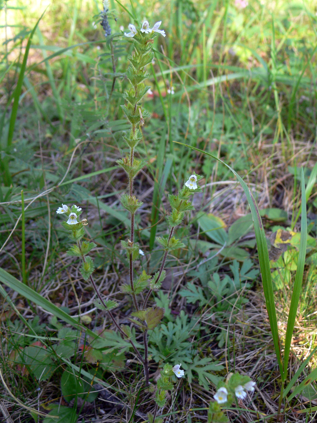 Image of Euphrasia hirtella specimen.