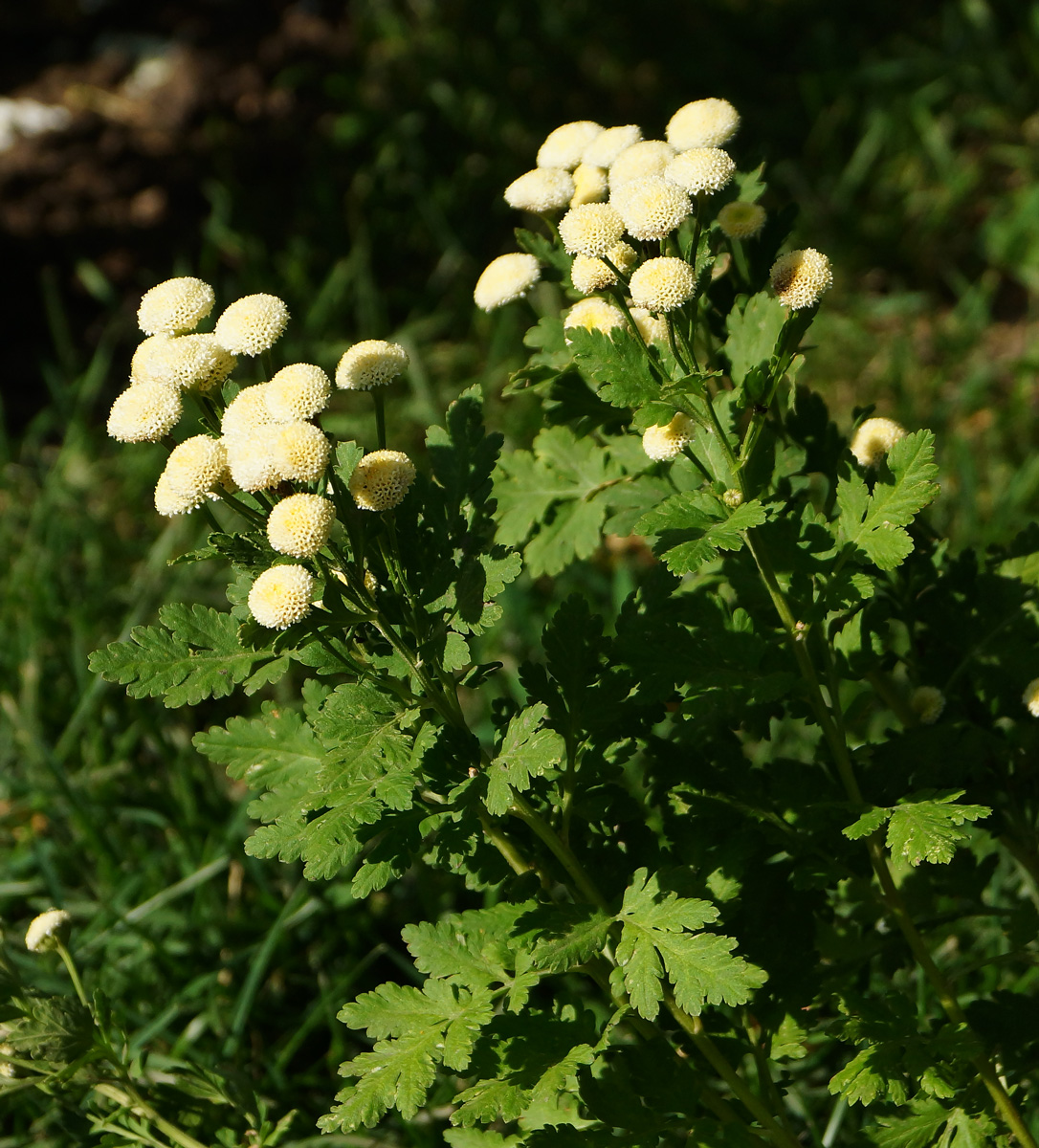 Image of Pyrethrum parthenium specimen.