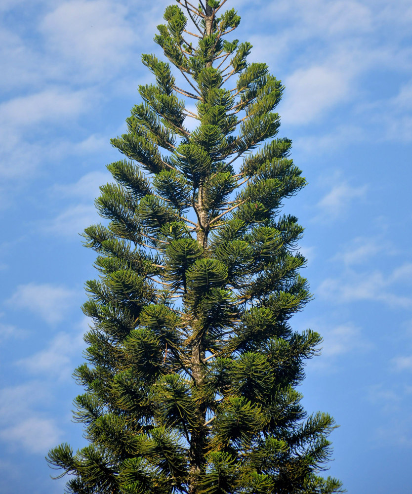 Изображение особи Araucaria heterophylla.