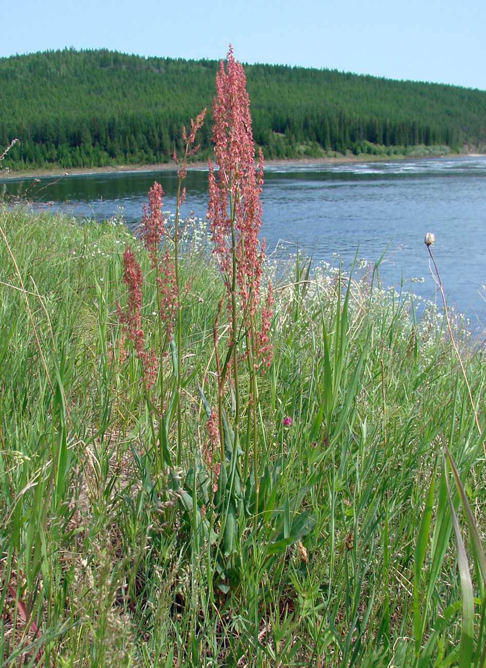 Изображение особи Rumex thyrsiflorus.