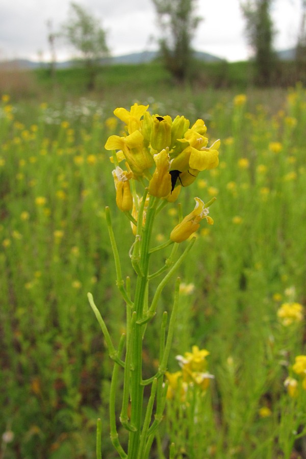 Image of Barbarea arcuata specimen.