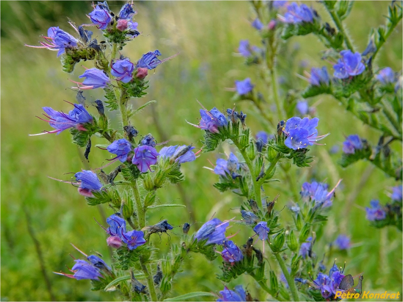 Изображение особи Echium vulgare.