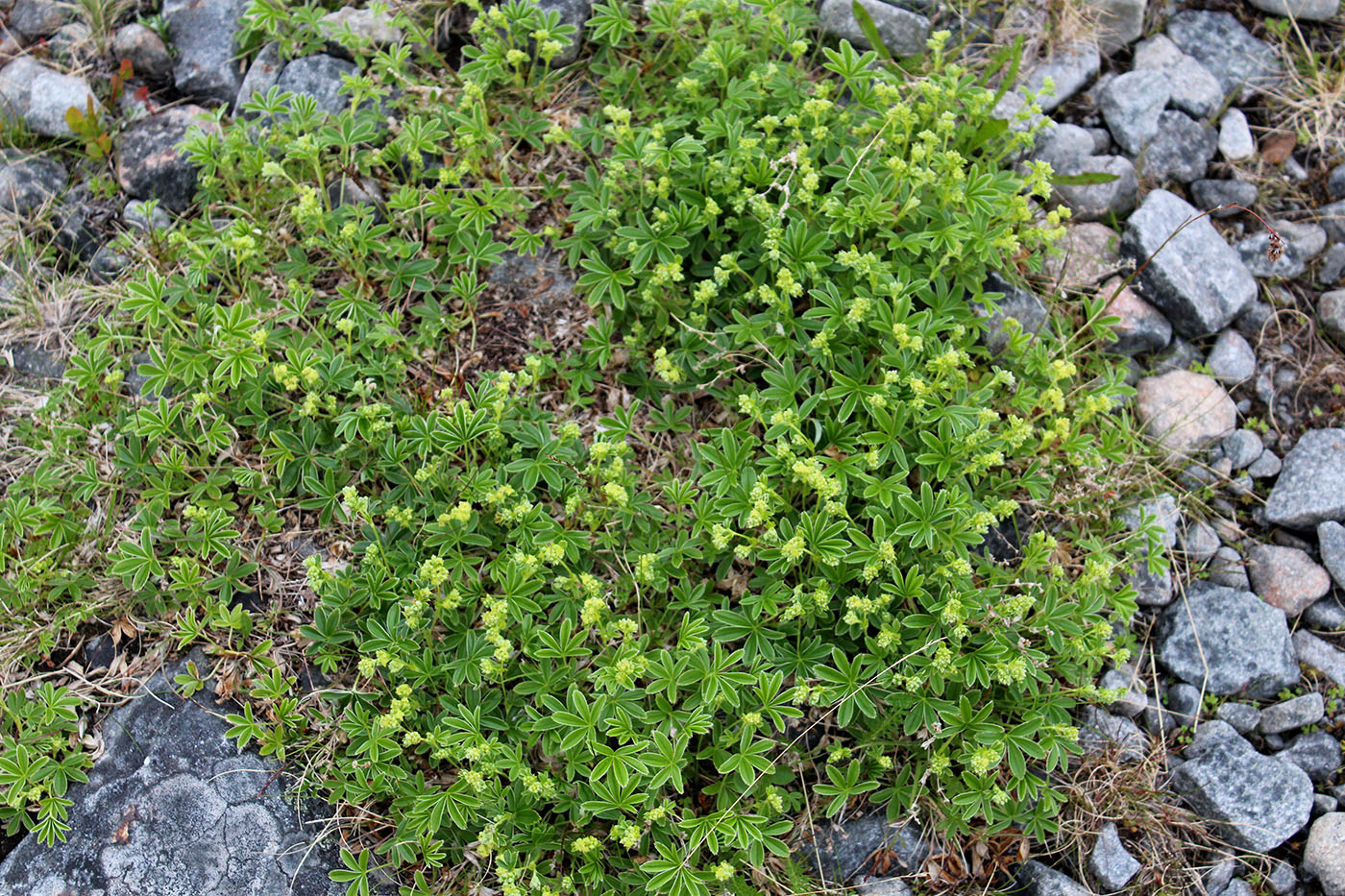 Image of Alchemilla alpina specimen.