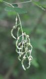 Laburnum anagyroides. Соплодие. Грузия, Боржоми-Харагаульский национальный парк, смешанный лес. 24.05.2018.
