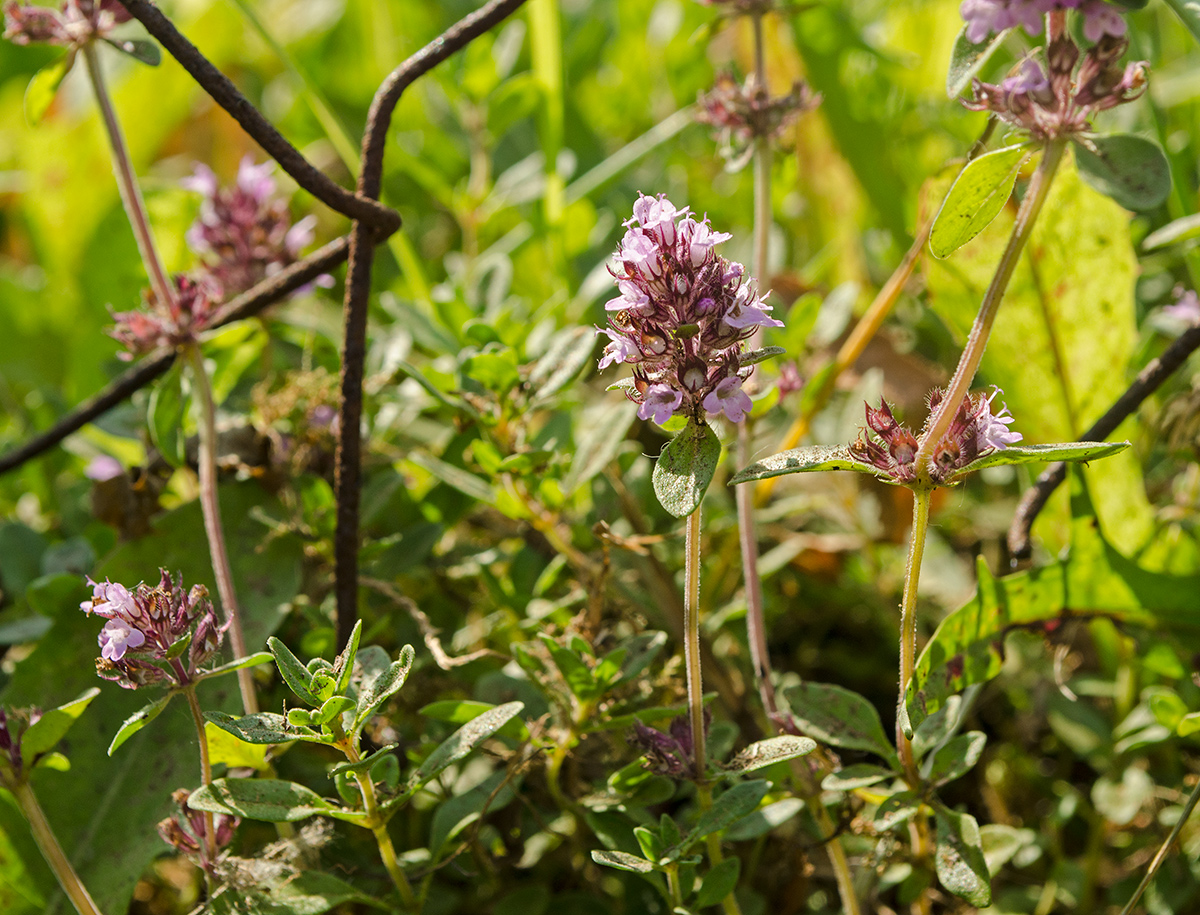 Изображение особи род Thymus.