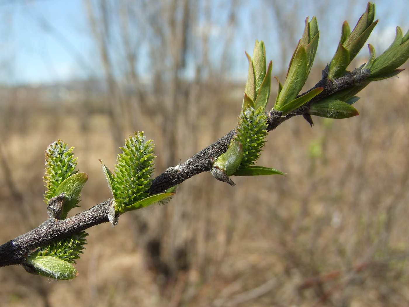 Image of Salix hastata specimen.