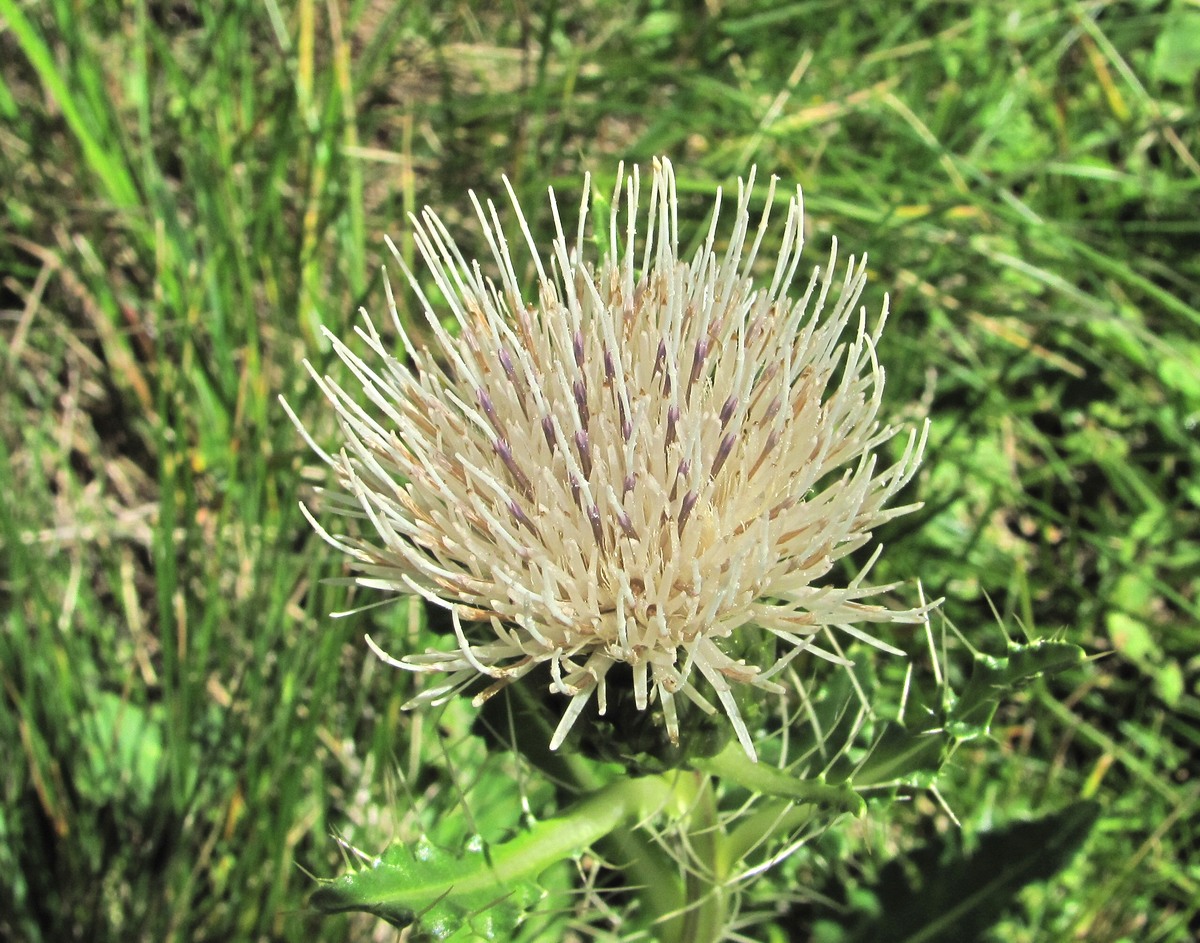 Изображение особи Cirsium rhizocephalum.