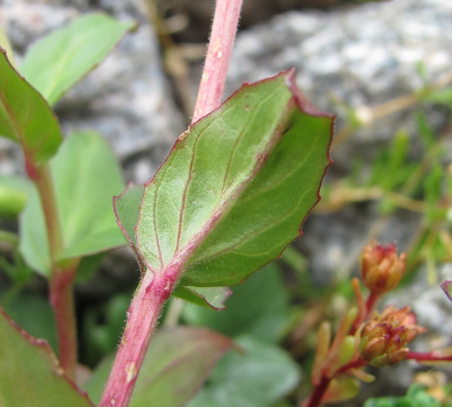 Image of Epilobium anagallidifolium specimen.