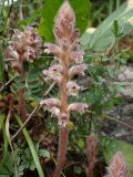 Orobanche pubescens. Цветущие растения. Греция, Эгейское море, о. Парос, окр. г. Лефкес, Византийская тропа; залежь рядом с туристической пешеходной дорогой. 19.04.2018.