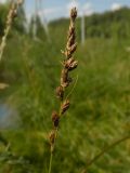 Carex disticha