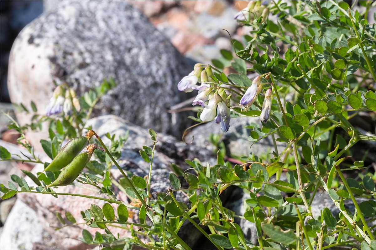 Изображение особи Vicia sylvatica.