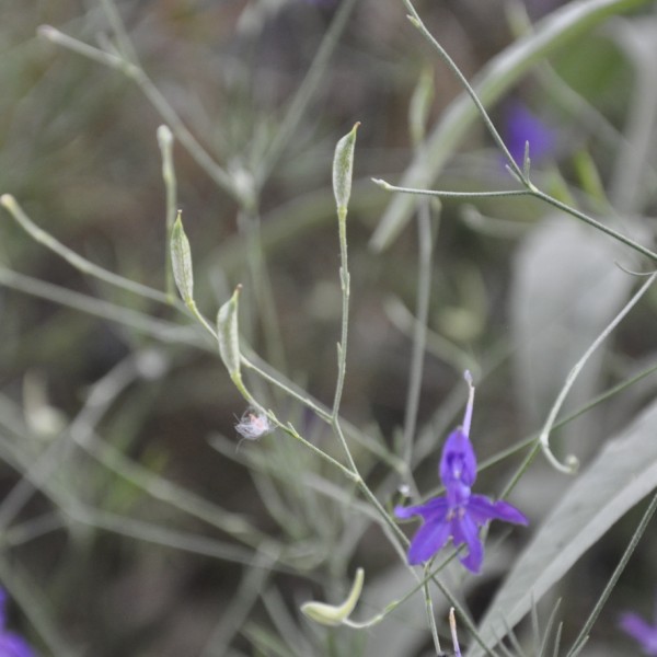 Image of Delphinium paniculatum specimen.