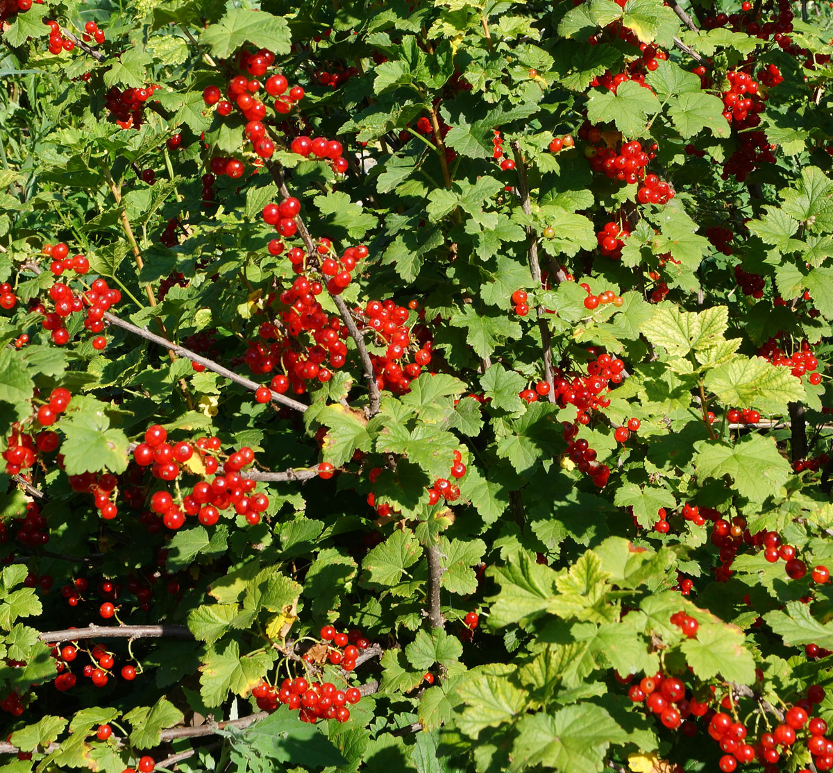 Image of Ribes rubrum specimen.