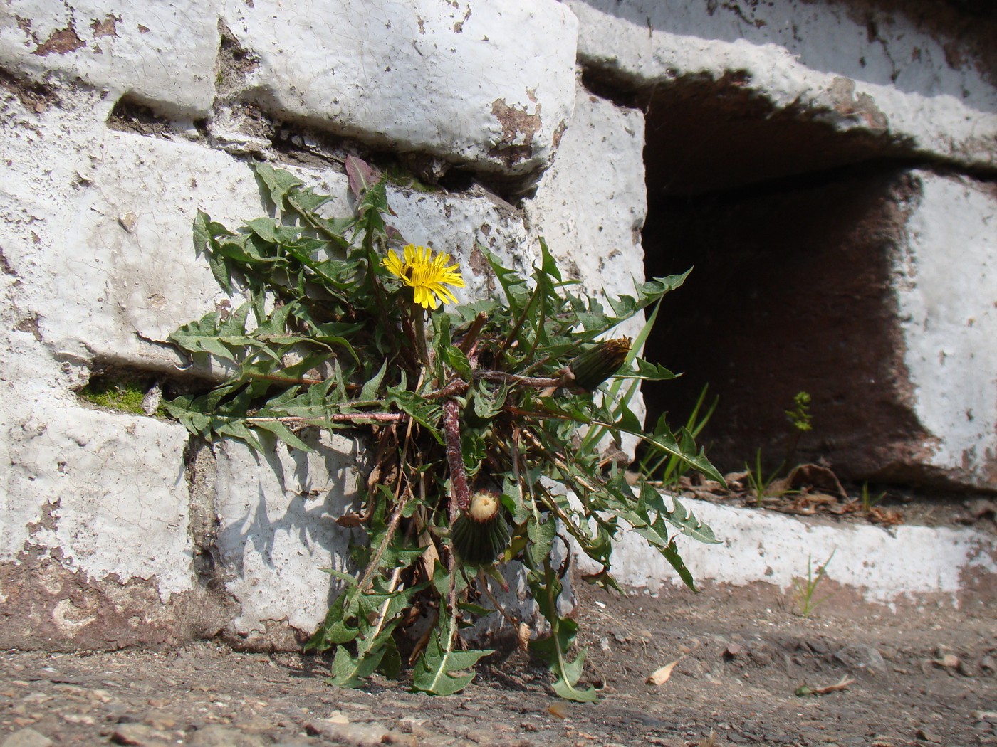 Image of genus Taraxacum specimen.