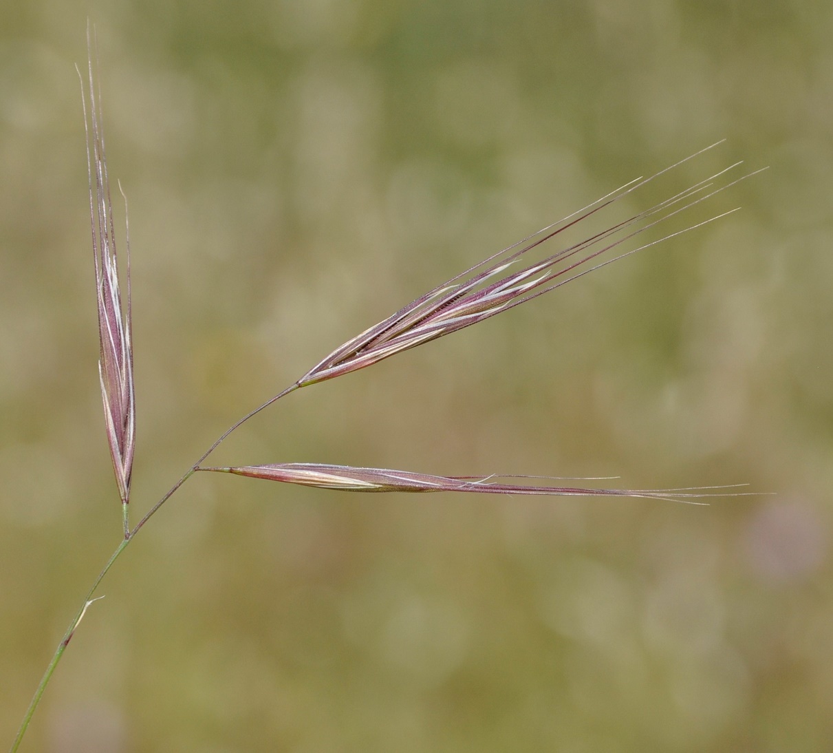 Image of Anisantha sterilis specimen.