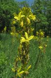 Asphodeline lutea