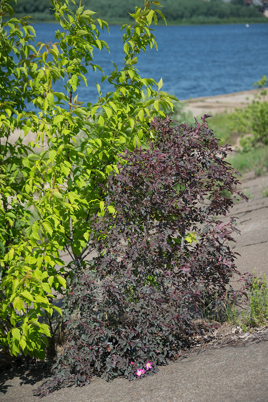 Image of Rosa glauca specimen.