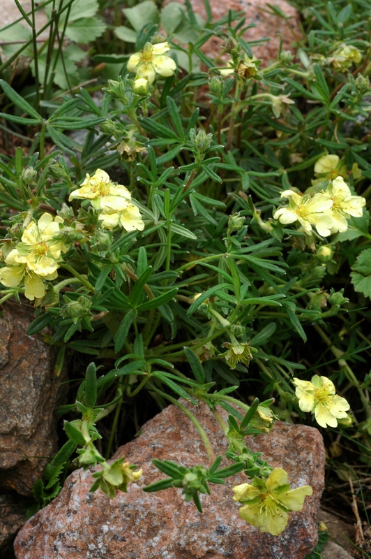 Image of Potentilla biflora specimen.