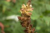 Orobanche pallidiflora. Верхняя часть цветущего растения. Челябинская обл., Саткинский р-н, склон хребта Москаль, гора Большая Калагаза, верхняя часть лесного пояса, луг на поляне, у дороги. 09.08.2019.