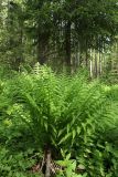 Athyrium filix-femina