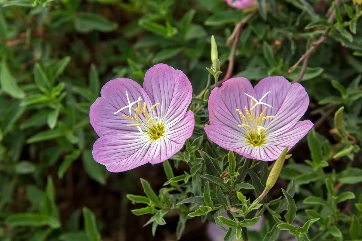 Image of Oenothera speciosa specimen.